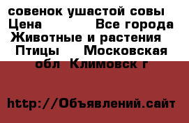 совенок ушастой совы › Цена ­ 5 000 - Все города Животные и растения » Птицы   . Московская обл.,Климовск г.